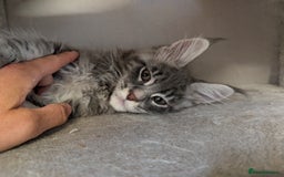 Maine Coon cats for sale: Maine Coon Kittens GCCF - Image 18