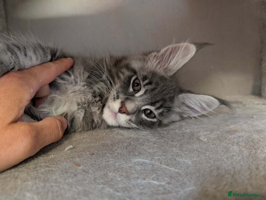Maine Coon cats for sale: Maine Coon Kittens GCCF - Image 18