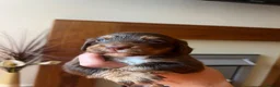 Cocker Spaniel dogs for sale: Cocker spaniel pups - Kc registered  - Advert 16