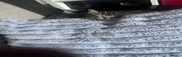 British Shorthair cats for sale: Tabby British shorthair kittens  - Advert 6