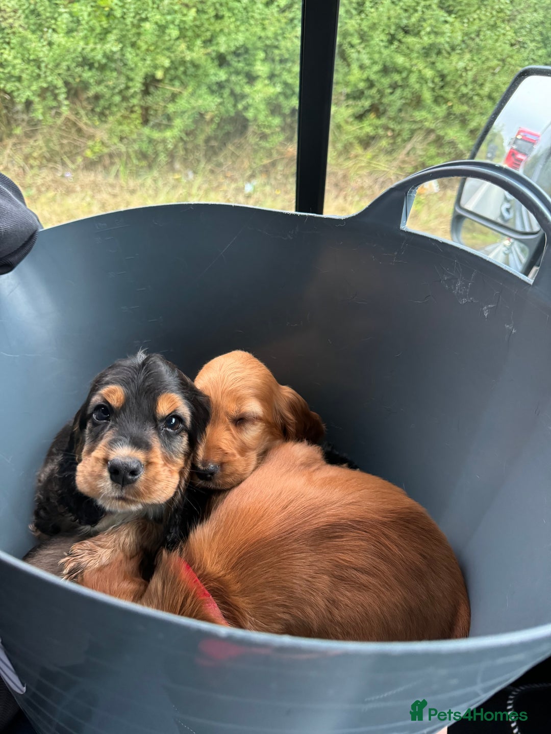 Cocker Spaniel dogs for sale: Show cocker spaniels  - Image 21