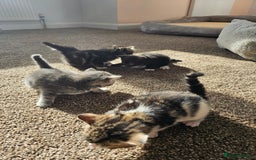 Mixed Breed cats for sale: Tabby mix rangdoll and black - Image 10