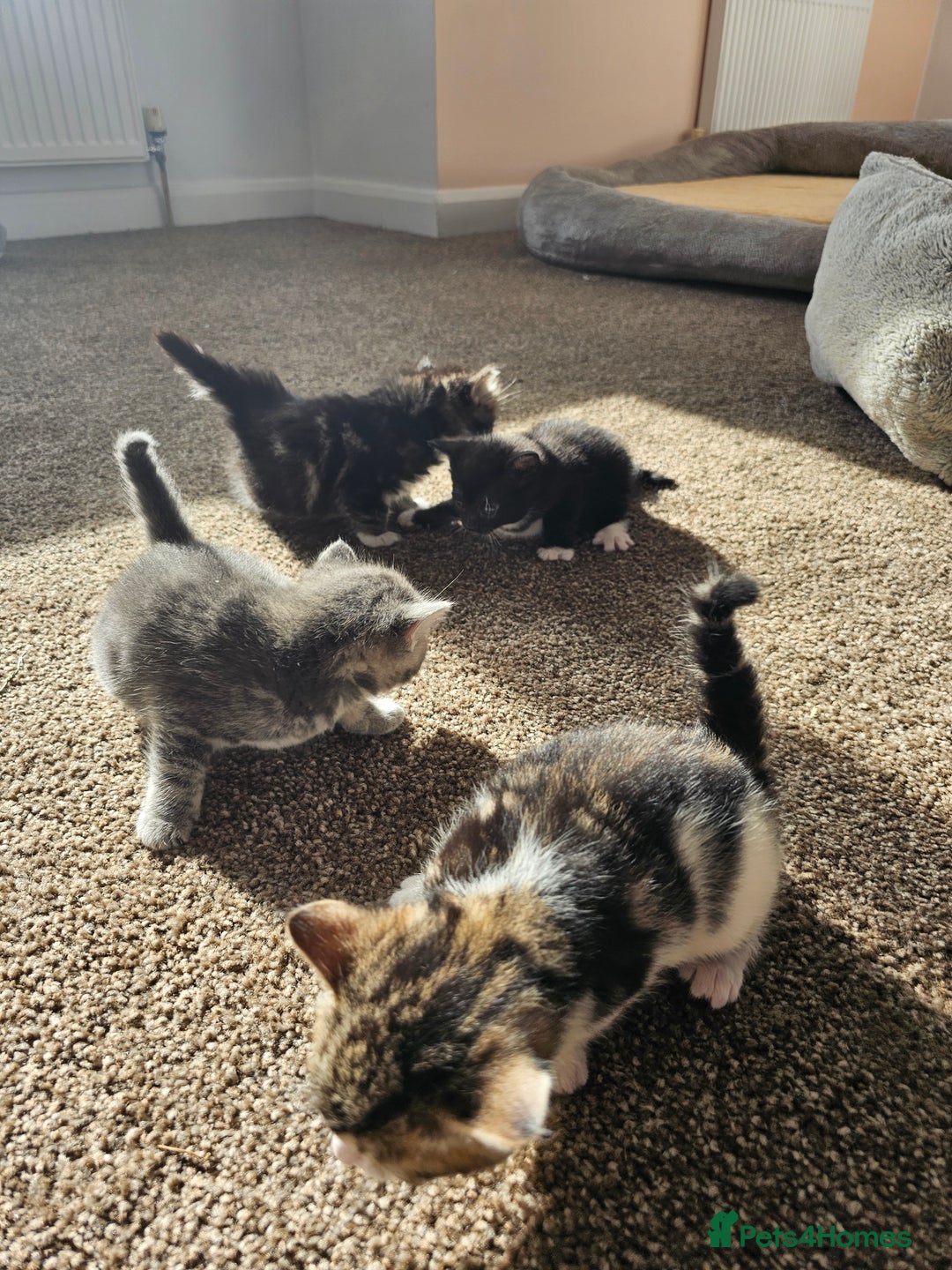 Mixed Breed cats for sale: Tabby mix rangdoll and black - Image 10