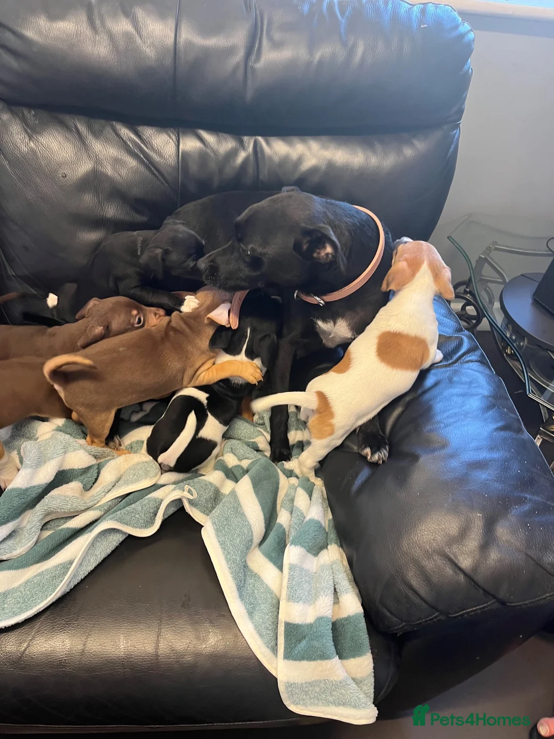 Jack Russell dogs for sale: Jack Russell puppies  in Doncaster - Advert 9