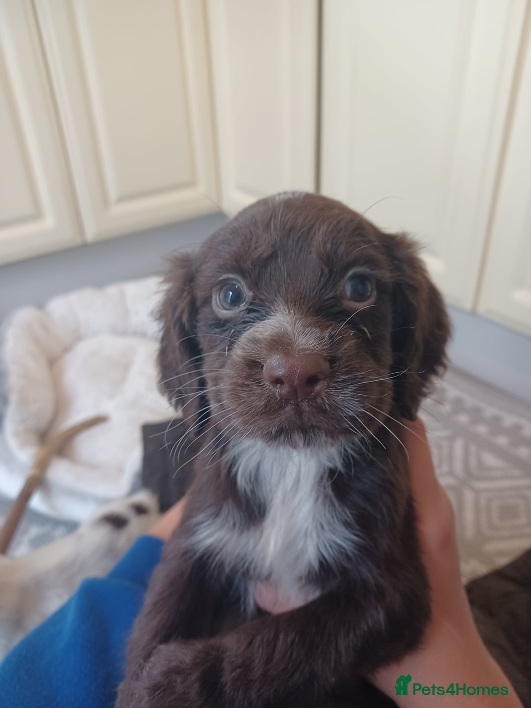 Cocker Spaniel dogs for sale: Working cocker spaniel  - Image 7