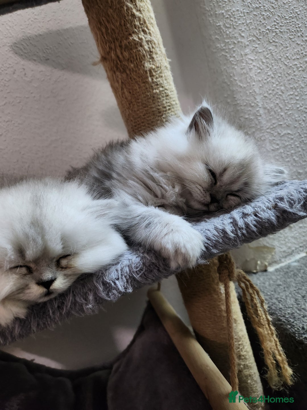 Persian cats for sale: Chinchilla Persians  - Image 6