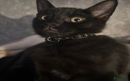 British Shorthair cats for sale: British shorthair kittens  - Image 6