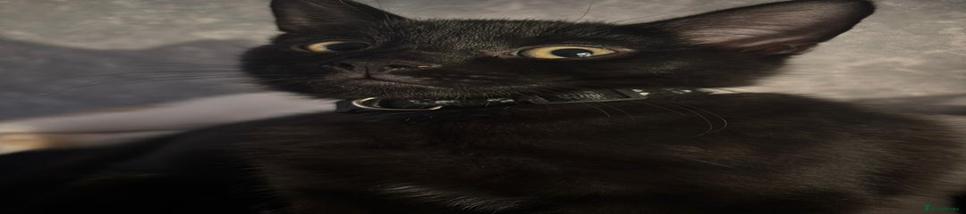 British Shorthair Kitten 1