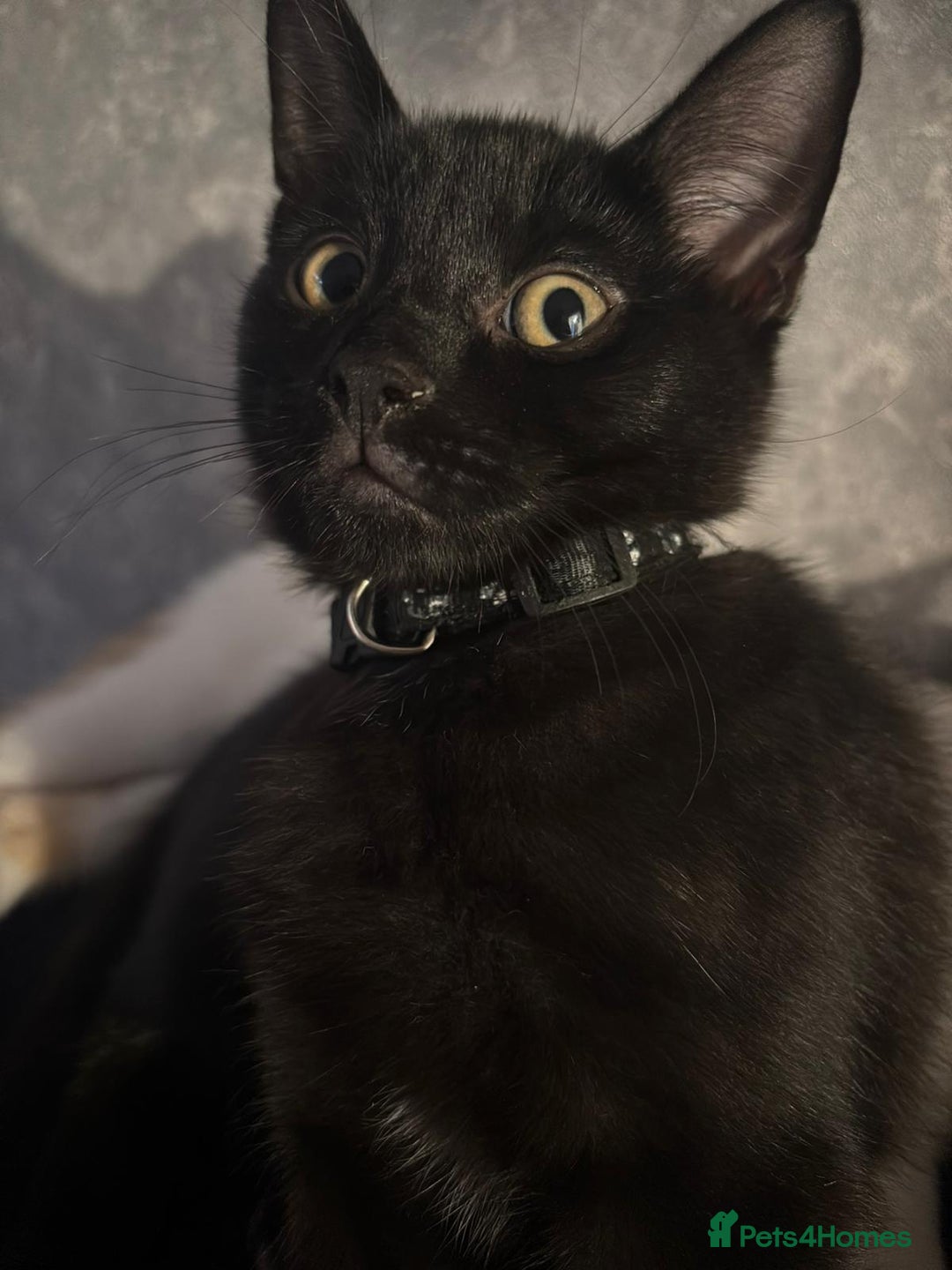 British Shorthair cats for sale: British shorthair kittens  - Image 6