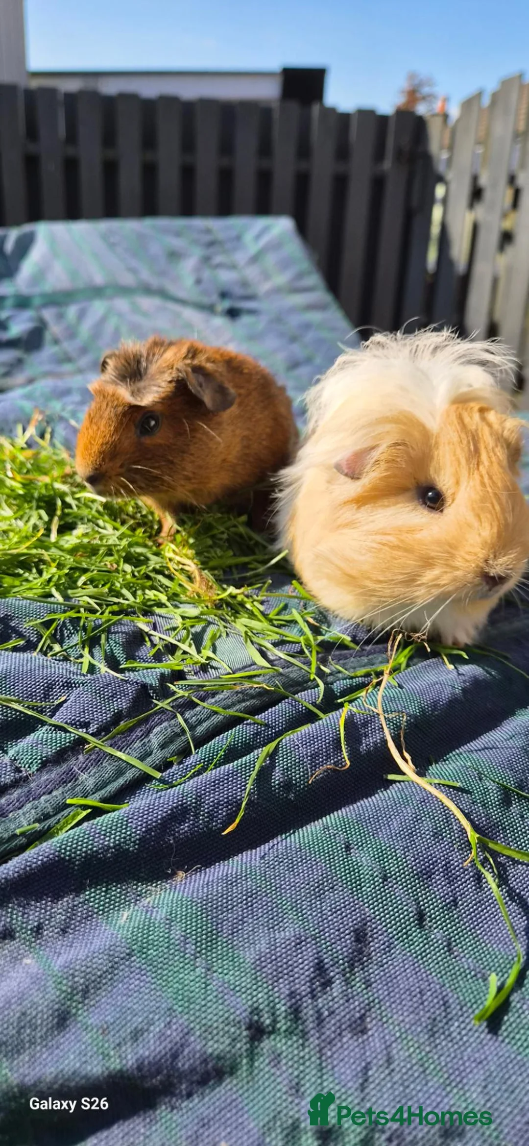 Guinea Pig rodents for sale: Bond boys ready go  - Advert 1
