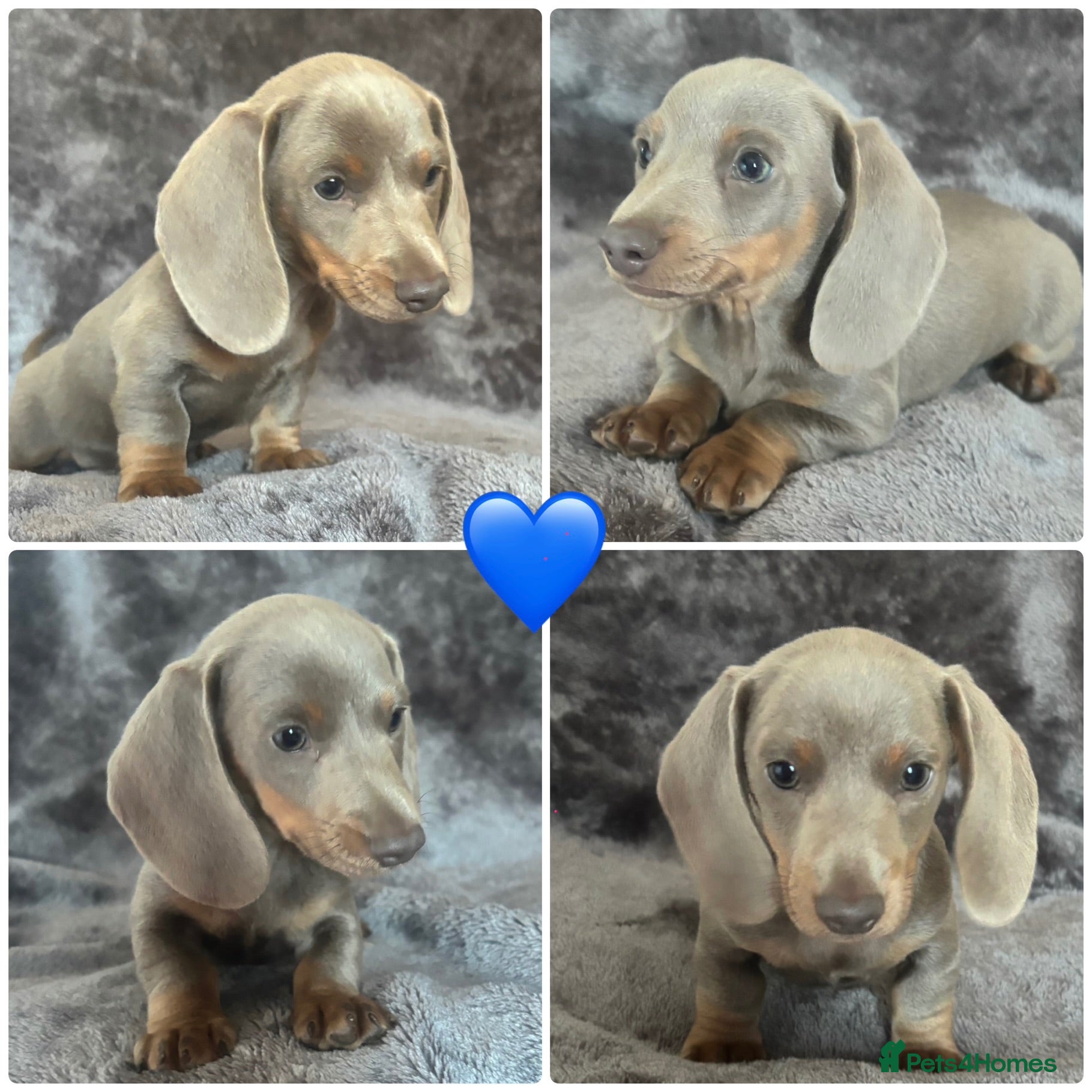 Miniature Dachshund dogs  Adorable miniature dachshunds  - Advert 1