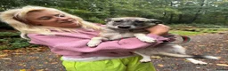 Mixed Breed dogs for adoption: Inka - Dereham Norfolk in Dereham - Advert 3