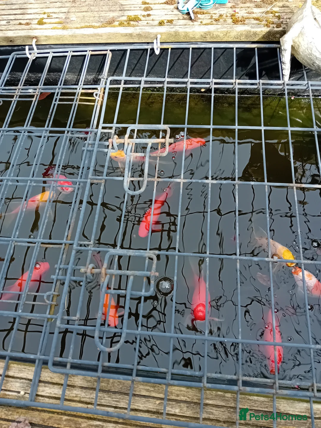 Pond Fish fish for sale: Goldfish in Dudley - Advert 2