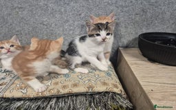 Mixed Breed cats for sale: Friendly kitten - Image 10