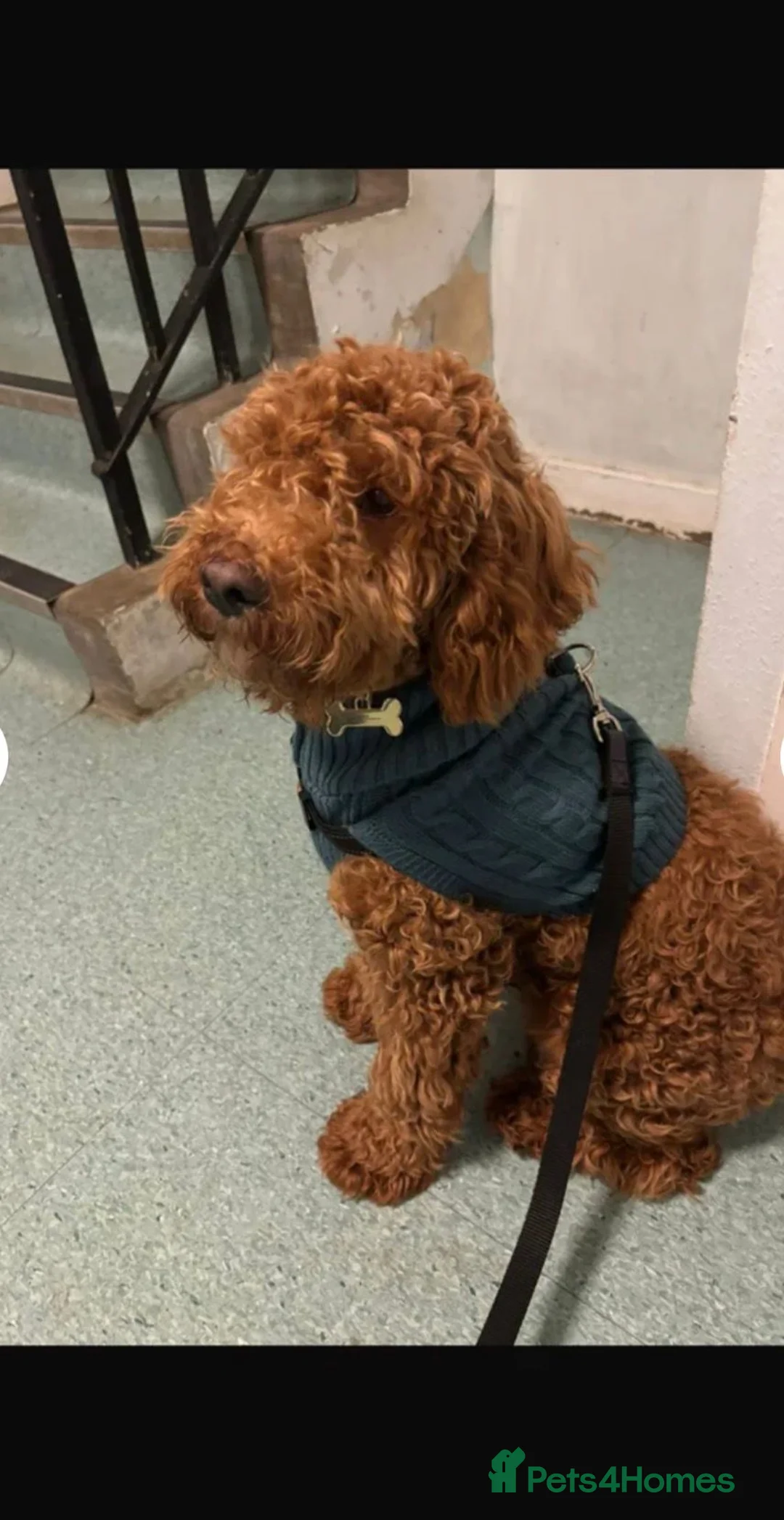 Cockapoo dogs for sale: Cockapoo Red Male in Brighton - Advert 3