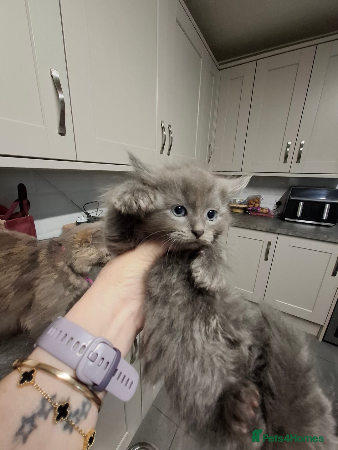 Mixed Breed cats for sale: 4 kittens looking for loving home  - Advert 5