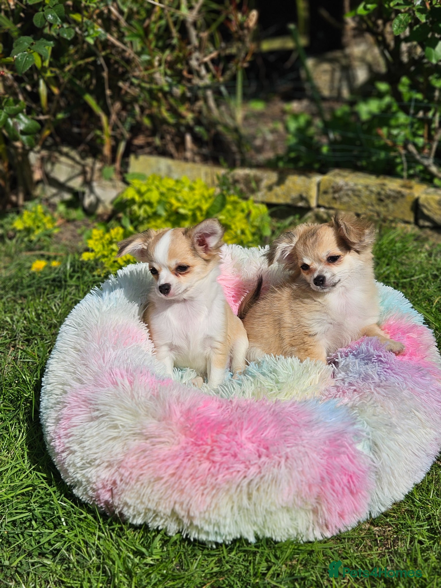 Chihuahua dogs Gorgeous KCReg. Longcoat Chihuahua Puppies  - Advert 12