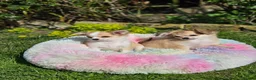 Chihuahua dogs for sale: Gorgeous KCReg. Longcoat Chihuahua Puppies  - Advert 1