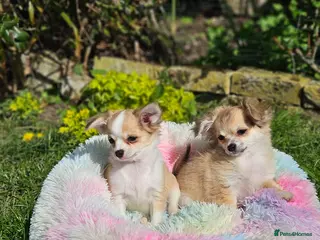 Chihuahua dogs Gorgeous KCReg. Longcoat Chihuahua Puppies - Advert 12