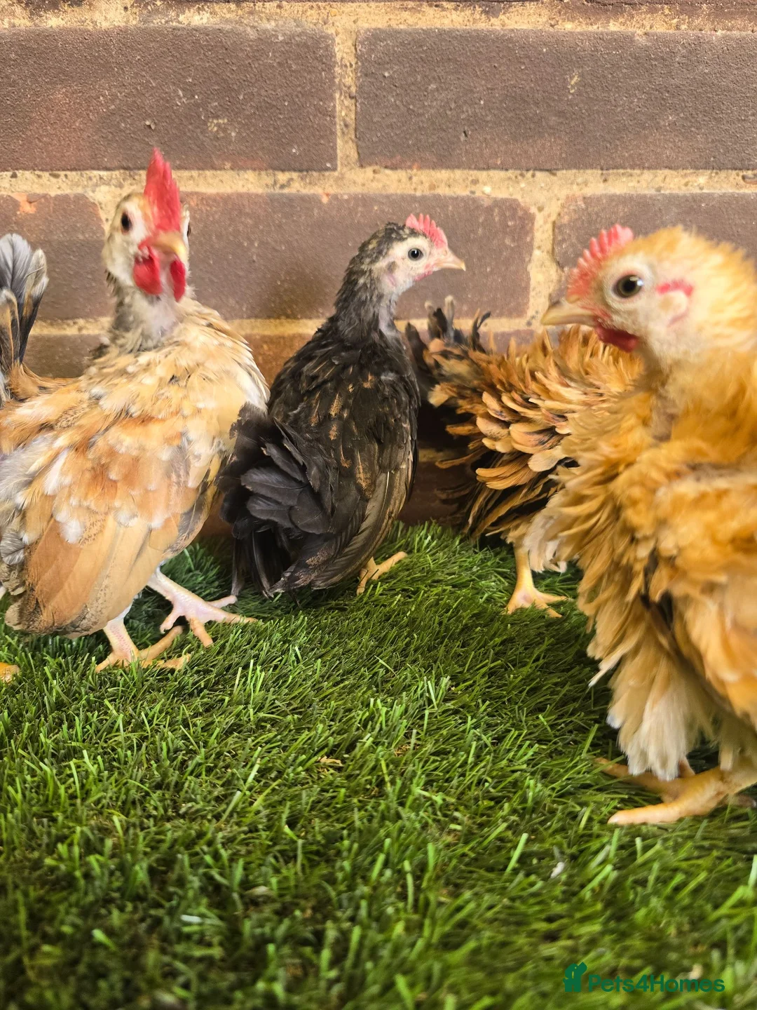 Chickens poultry for sale: Serama Cockerels  - Advert 8