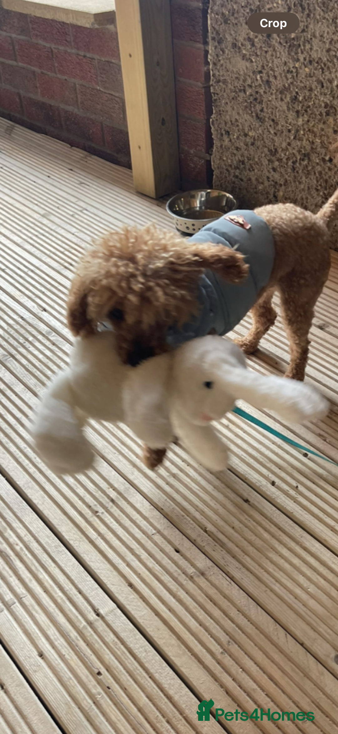 Toy Poodle dogs for sale: Toy poodle - Advert 4