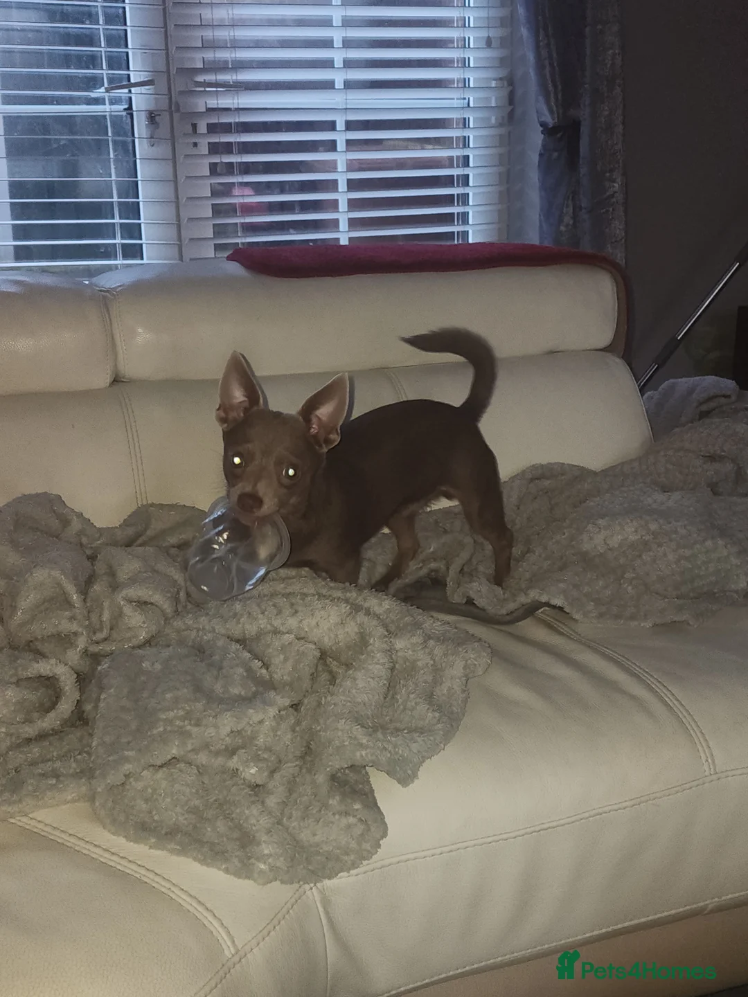 Chihuahua dogs for sale: Charlie bear - Advert 4