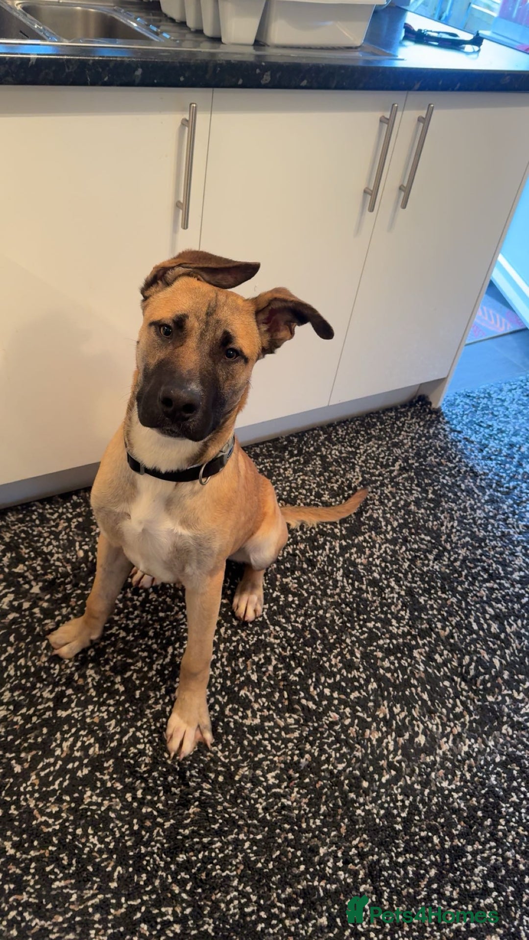 Mixed Breed dogs for sale: 8 months puppy  - Advert 1