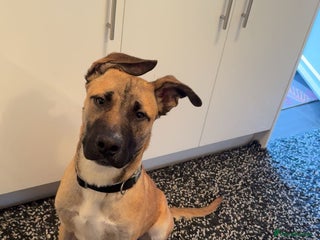 Mixed Breed dogs for sale: 8 months puppy - Advert 1