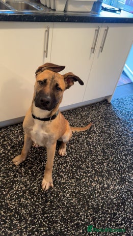 Mixed Breed dogs 8 months puppy - Advert 1