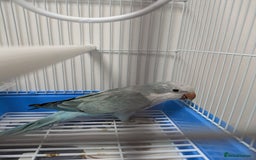 Parakeets birds for sale: Males and females DNA tested Quaker parrots babies - Image 4