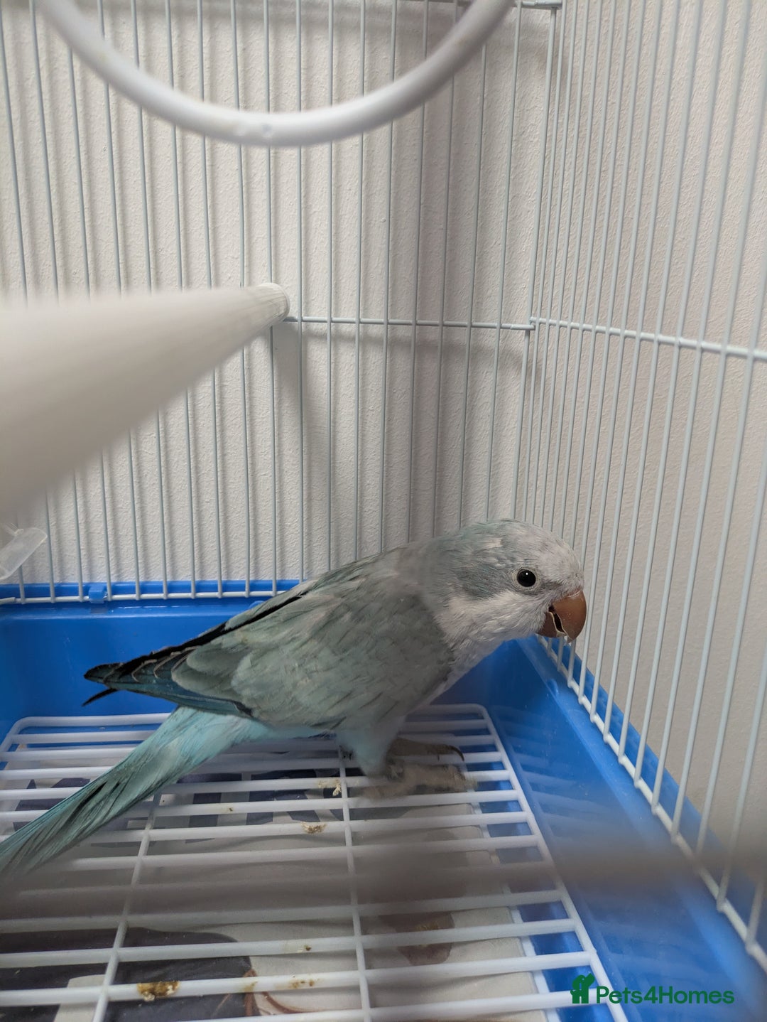 Parakeets birds for sale: Males and females DNA tested Quaker parrots babies - Image 4