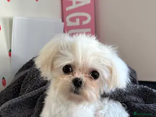 Maltese dogs Kc tiny Korean Maltese stud in Hinckley - Advert 23