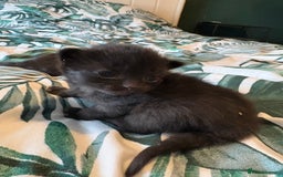 Mixed Breed cats for sale: Domestic Shorthair cross Maine CoonRagdoll kittens - Image 2
