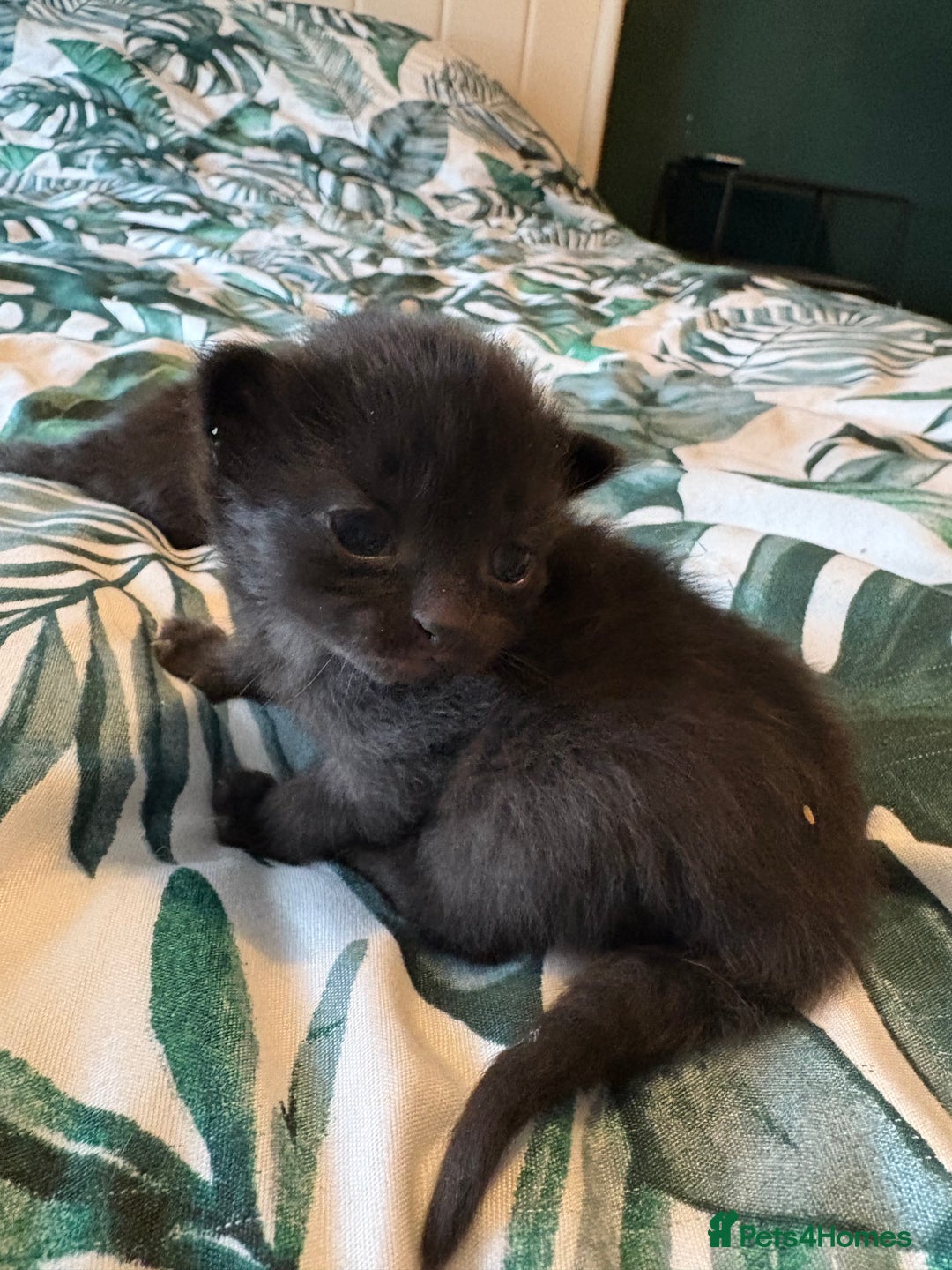 Mixed Breed cats for sale: Domestic Shorthair cross Maine CoonRagdoll kittens - Image 2