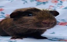 Guinea Pig rodents for sale: Pretty mix of baby boy Guineapigs  in Brighton - Image 13