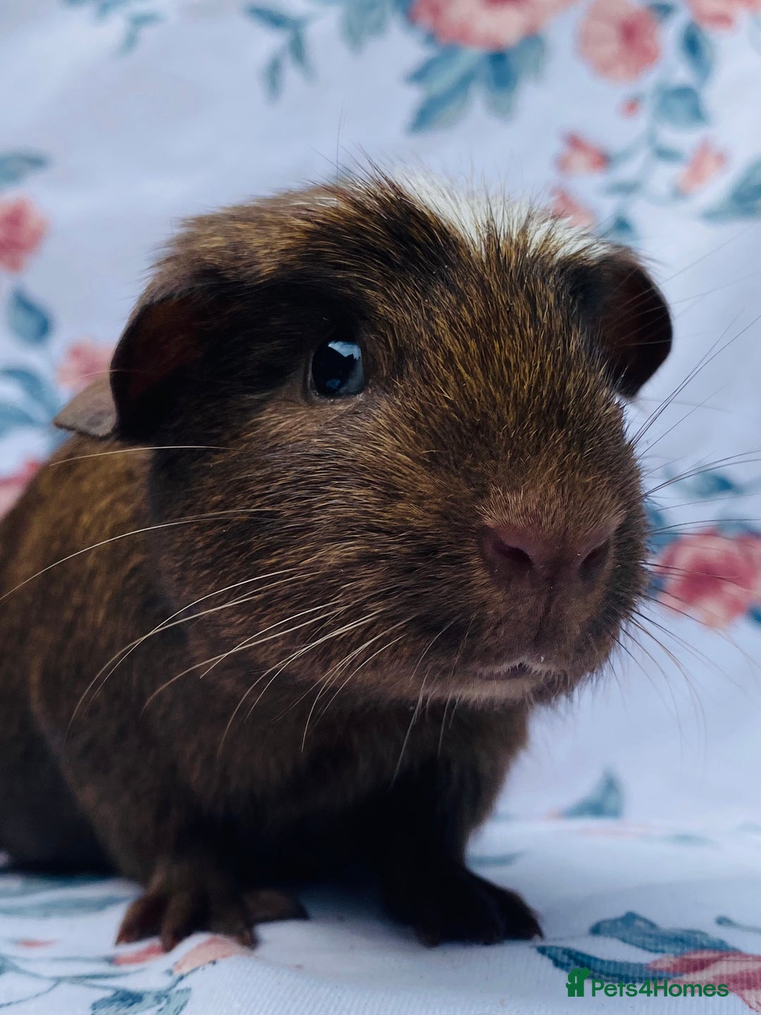 Guinea Pig rodents for sale: Pretty mix of baby boy Guineapigs  in Brighton - Image 13