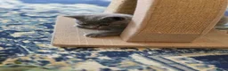 British Shorthair cats for sale: Beautiful British Shorthair kittens  - Advert 3