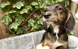 Mixed Breed dogs for sale: Gorgeous mix of Beagle x Sproodle (Springles) - Image 5