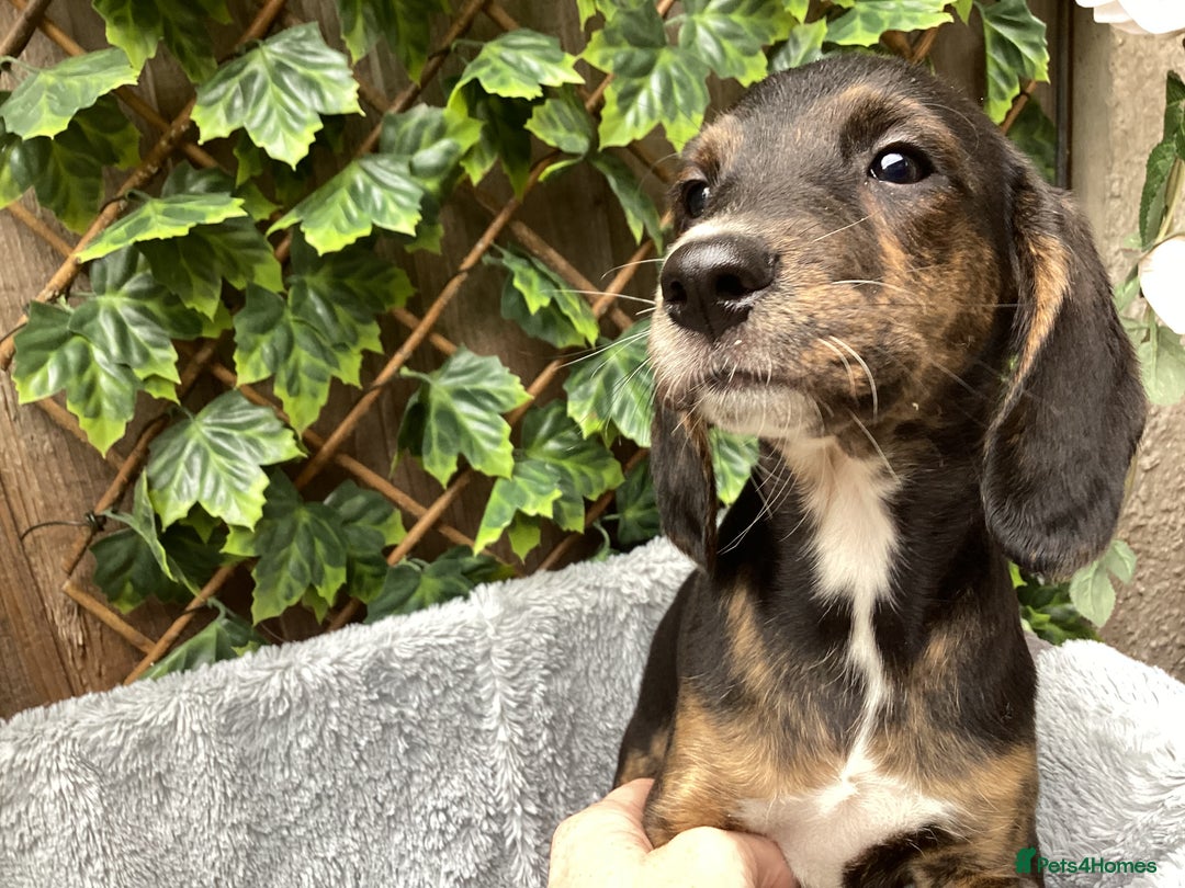 Mixed Breed dogs for sale: Gorgeous mix of Beagle x Sproodle (Springles) - Image 5