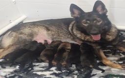 German Shepherd dogs for sale: Working line german shepherd puppies  - Image 2
