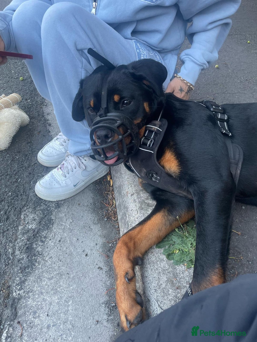 Rottweiler dogs for sale: Rottweiler called Dior  - Image 4