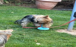Yorkshire Terrier dogs for sale: Emma  - Image 5