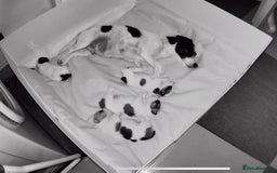 Jack Russell dogs for sale: Jack Russell terrier pup  - Image 6