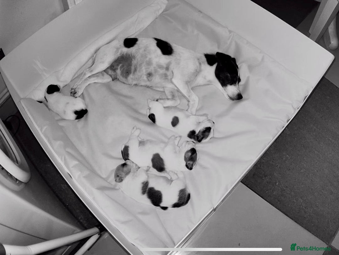 Jack Russell dogs for sale: Jack Russell terrier pup  - Image 6