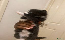 Bombay cats for sale: 3 kittens for sale.Price negotiable  - Image 5