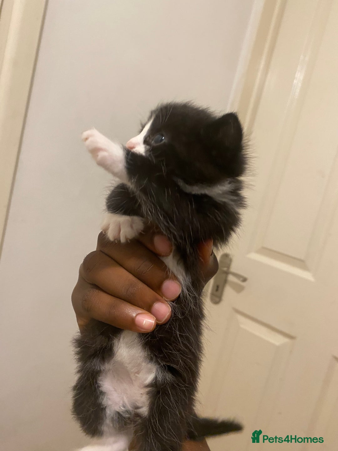 Bombay cats for sale: 3 kittens for sale.Price negotiable  - Image 5