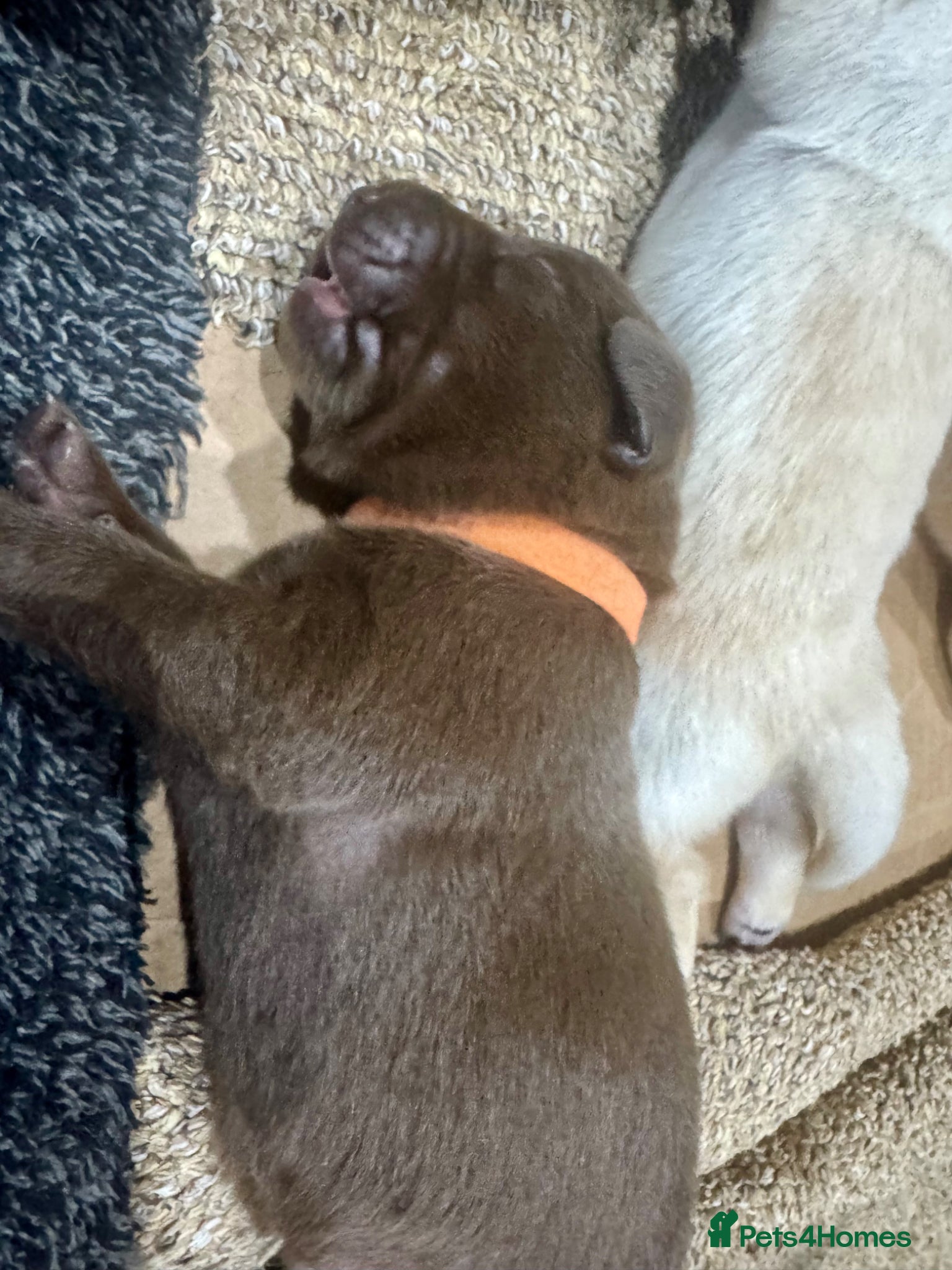 Labrador Retriever dogs Arrived and ready 11 July: Excellent Labradors - Advert 2