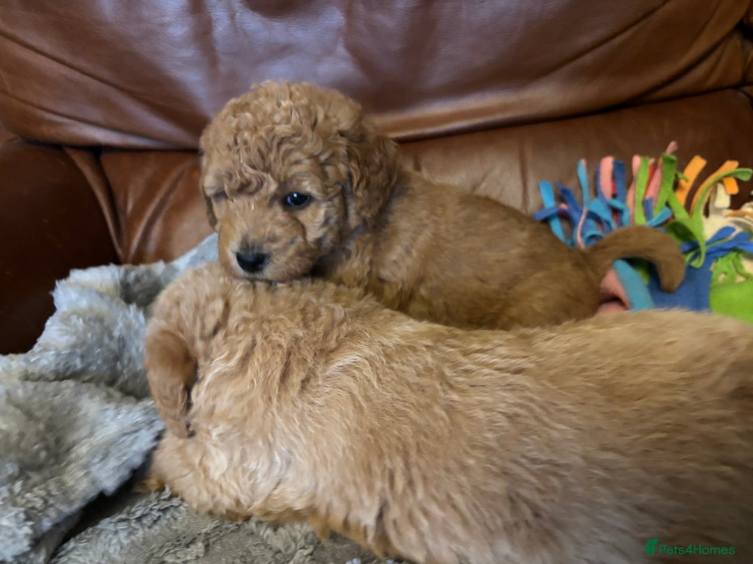Labradoodle dogs for sale: F1b miniature labradoodles - Advert 2