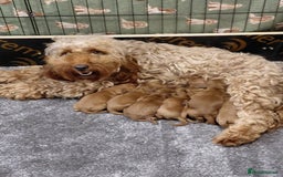 Cockapoo dogs for sale: F2 Cockapoo - Image 3