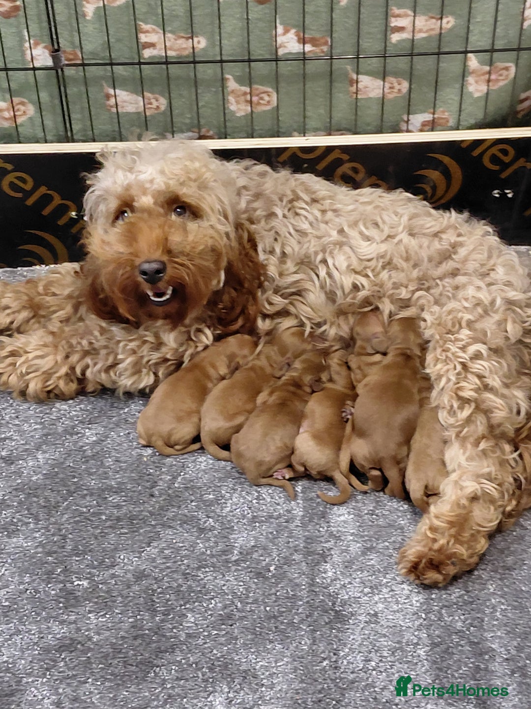 Cockapoo dogs for sale: F2 Cockapoo - Image 3